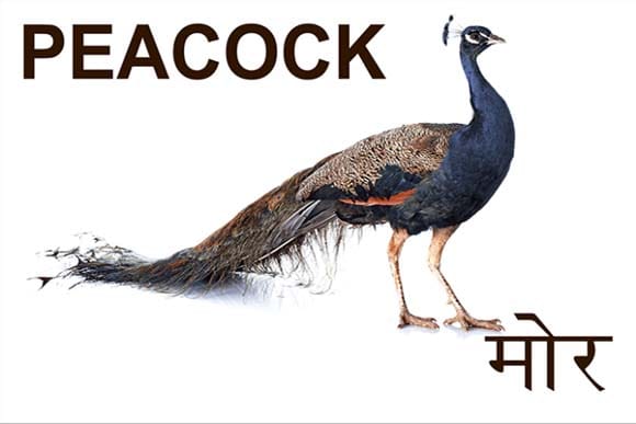 Mural Name_Birds-Peacock