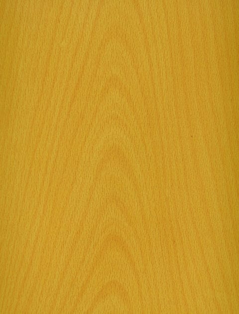 Beech