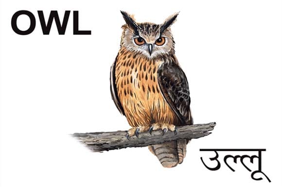 Mural Name_Birds-Owl