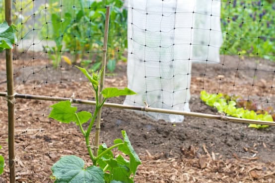 Cucumber Trellis