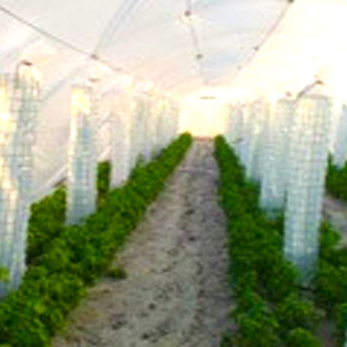 Drip Lock Cool Greenhouse Covering Film