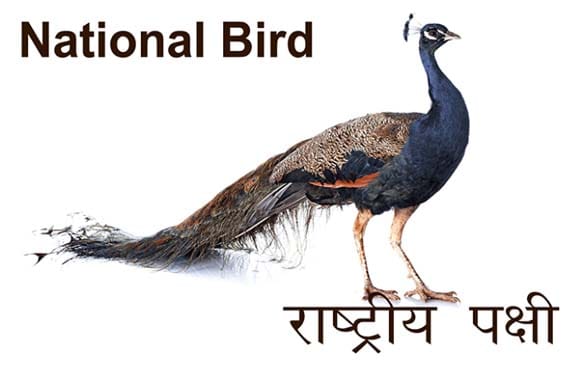 Mural Name_National Symbols-National Bird