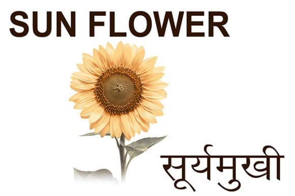 Mural Name_Flowers-Sun Flower