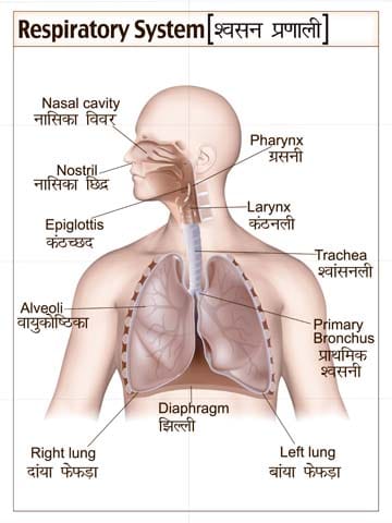 Mural Name-Respiratory System