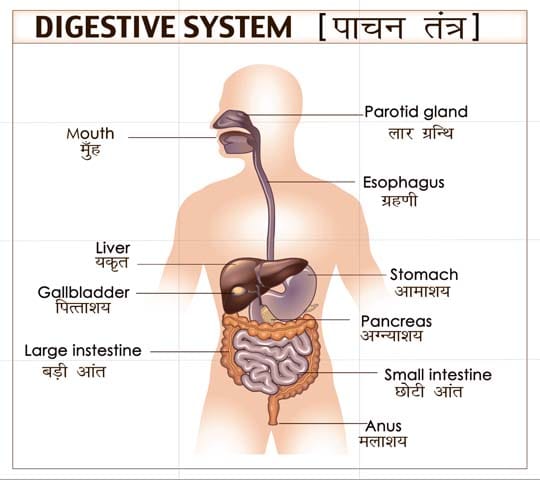 Mural Name-Digestive System