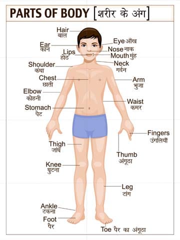 Mural Name-Parts of Body