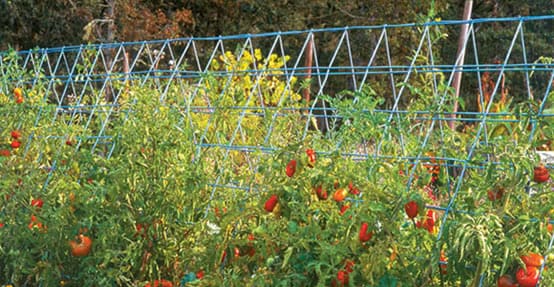 Tomato Trellis