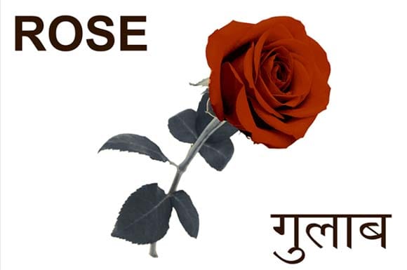 Mural Name_Flowers-Rose