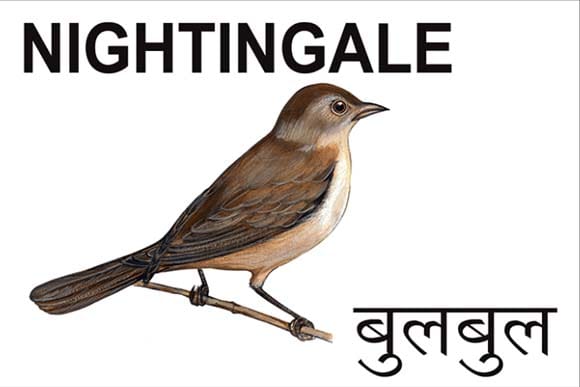 Mural Name_Birds-Nightangle