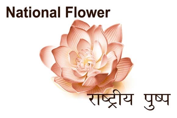 Mural Name_National Symbols-National Flower