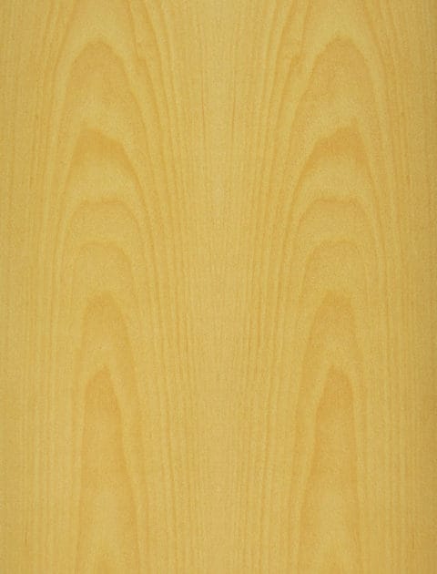 Birch, Yellow