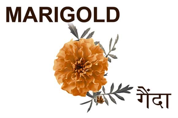 Mural Name_Flowers-Marigold