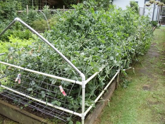 Pole Bean Trellis