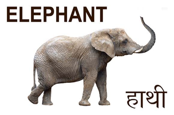 Mural Name_Animals-Elephant