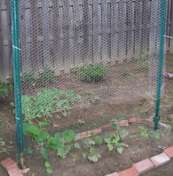 Chicken Wire Trellis