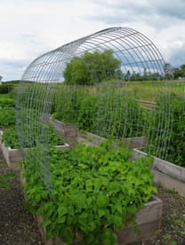 Cattle Panel Trellis