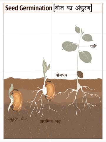 Mural Name-Seed Germination