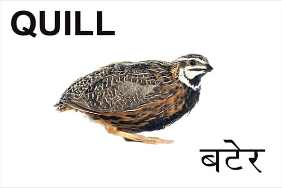 Mural Name_Birds-Quill