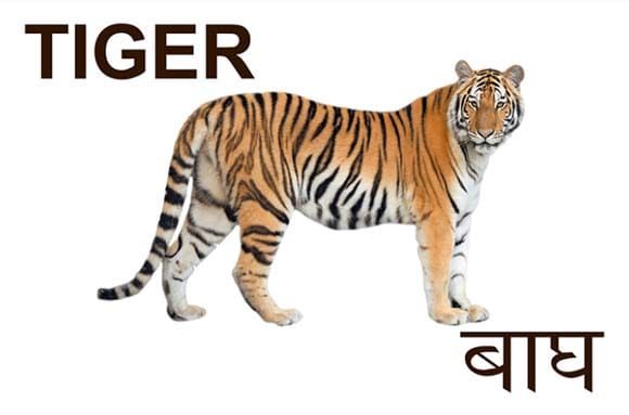 Mural Name_Animals-Tiger